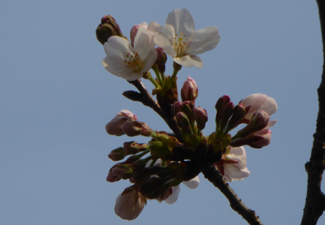 ソメイヨシノが開花しました！！ | 最新情報 | 新宿御苑 | 一般財団法人国民公園協会