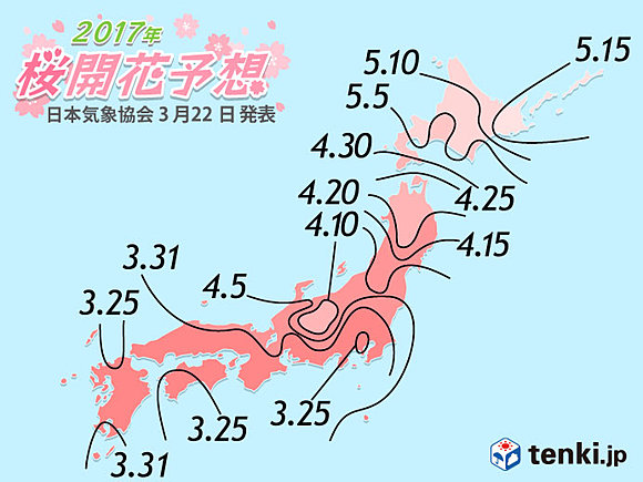 東京の桜満開は来週末　日本気象協会(日直予報士) - tenki.jp
