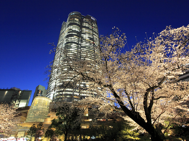 桜のライトアップ 2016