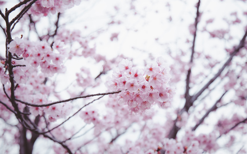 春分の日とは春季皇霊祭を由来とする祝日！毎年変わる理由や行事の食べ物をご紹介 | Oggi.jp